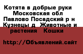 Котята в добрые руки - Московская обл., Павлово-Посадский р-н, Кузнецы д. Животные и растения » Кошки   